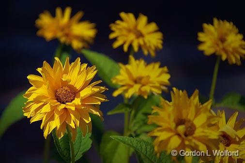 Yellow Flowers_05419.jpg - Photographed at Buckhorn, Ontario, Canada.